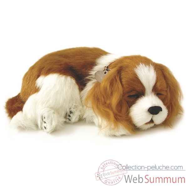 Cavalier king charles Perfect Petzzz -65405